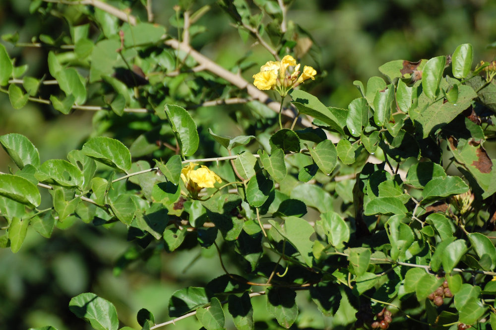 Brasile, nel Pantanal: Merremia umbellata (Convolvulaceae)